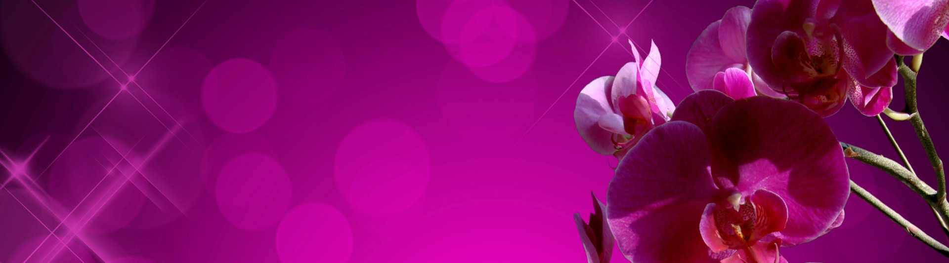 Pink orchid, shiny purple background